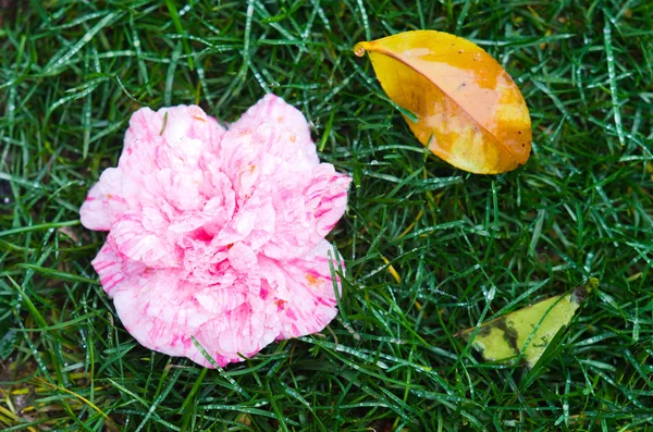 Camellia on the grass — Stock Photo, Image