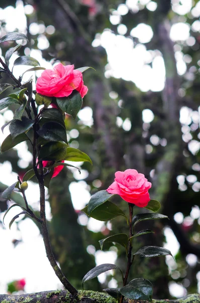 Belleza fucsia Camelia flores —  Fotos de Stock