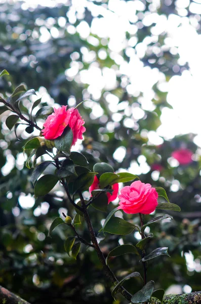 Beauty fuchsia Camellia flowers — Stock Photo, Image