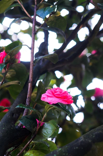 Beauty fuchsia Camellia flowers — Stock Photo, Image