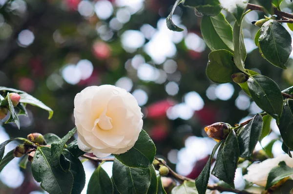 Květiny kamélie krása bílé — Stock fotografie
