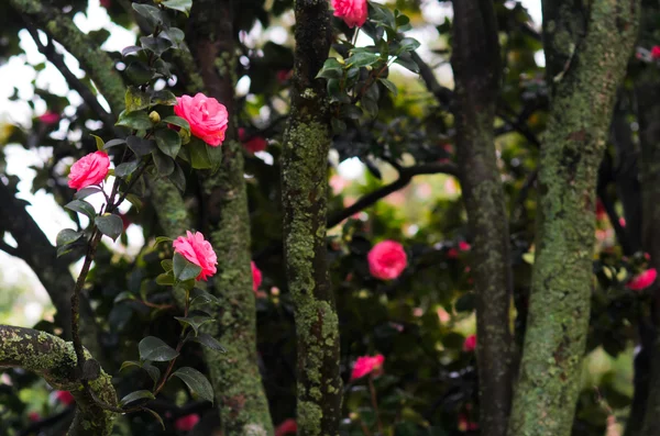 Piękno kwiatów Camellia — Zdjęcie stockowe