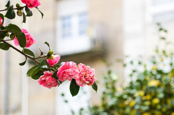 Piękno kwiatów Camellia — Zdjęcie stockowe