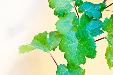 Bej renkli arka plan üzerinde asma yaprağı