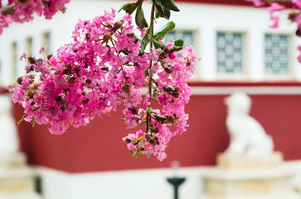 Jupiter tree with flowers — Stock Photo, Image