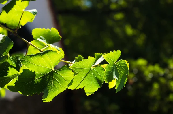 Weinblätter auf beigem Hintergrund — Stockfoto