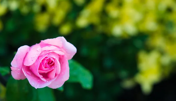 Yeşil arka plan üzerinde pembe bir gül — Stok fotoğraf