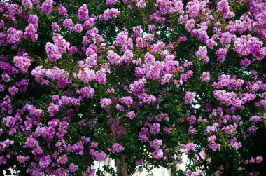 Çiçek ile Jüpiter ağacı