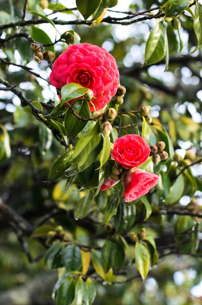 Camellia, květ z Galicie (Španělsko) — Stock fotografie