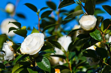 ağacında beyaz kamelya