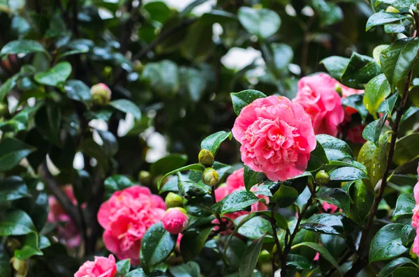 Camellia, flower of Galicia (Spain) — Stock Photo, Image