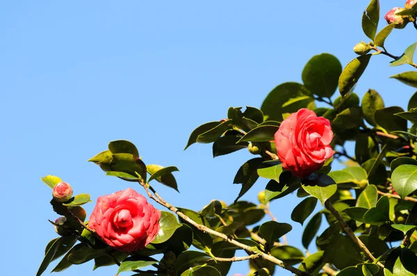 Camellia, kwiat w Galicji (Hiszpania) — Zdjęcie stockowe