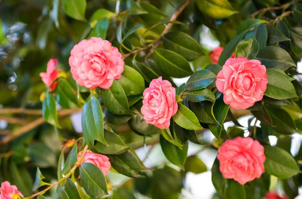 Camellia, flower of Galicia (Spain) — Stock Photo, Image