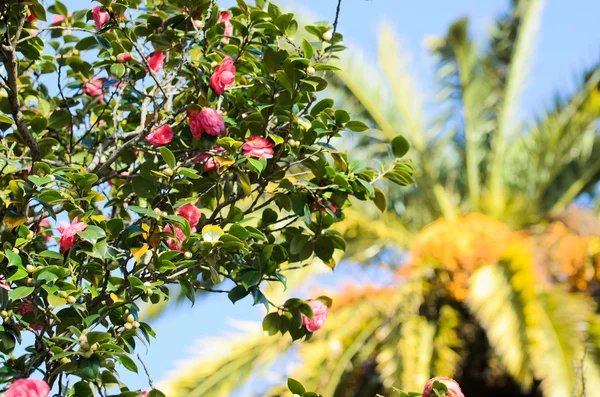 Camellia, květ z Galicie (Španělsko) — Stock fotografie