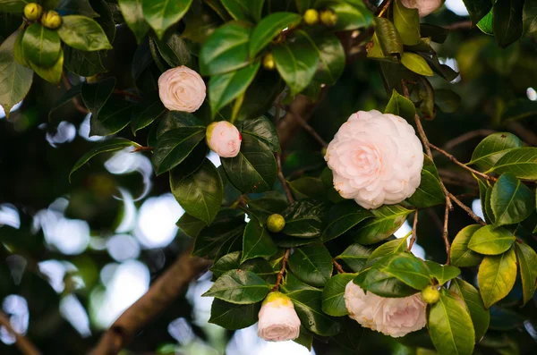 Delicadas camelias en el árbol —  Fotos de Stock