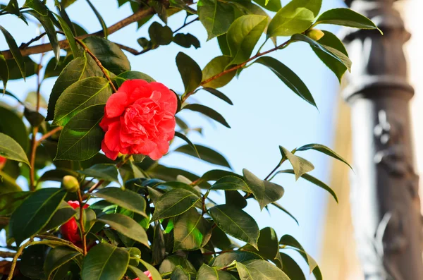 Camellia, kwiat w Galicji (Hiszpania) — Zdjęcie stockowe