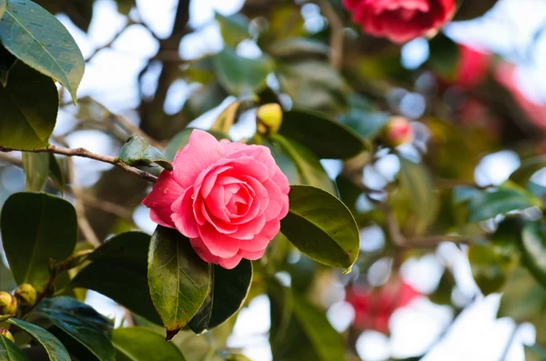 Camellia, květ z Galicie (Španělsko) — Stock fotografie