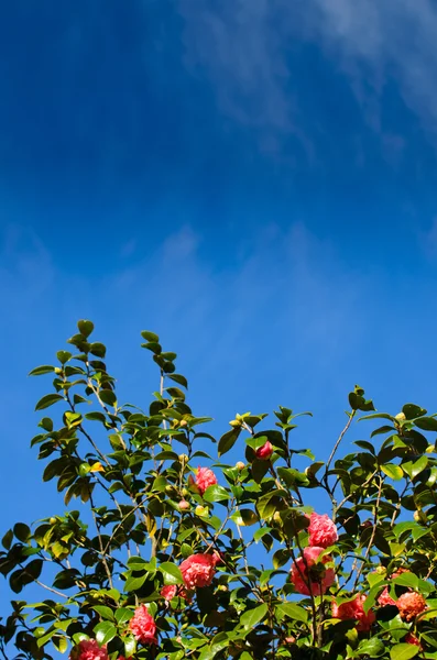 Камелія, квітка Галичини (Іспанія) — стокове фото