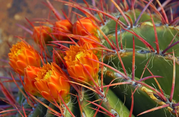 Orange flowers of the red tined barrel cactus — Stock Photo, Image