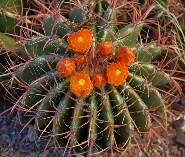 Orange flowers of the red tined barrel cactus Royalty Free Stock Images