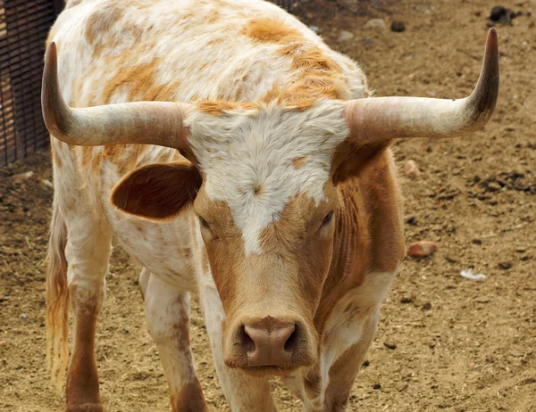 Primo piano di una mucca cornuto — Foto Stock