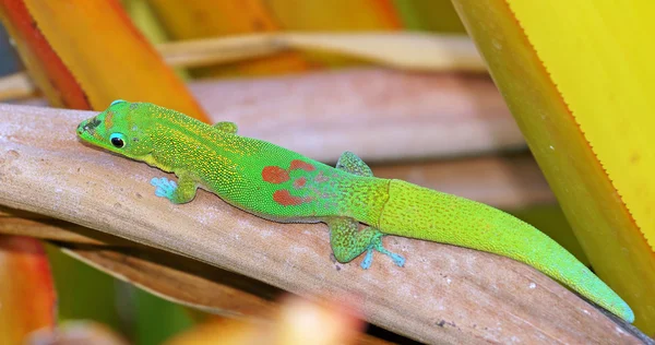 Gecko in the garden — Stock Photo, Image