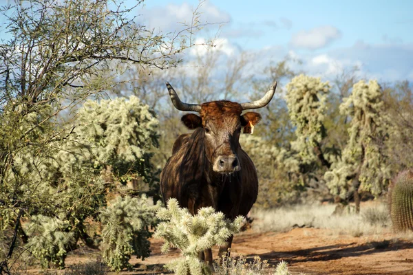 Free range cattle — Stock Photo, Image