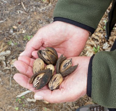 Çiftçi pecans onun ürün denetler