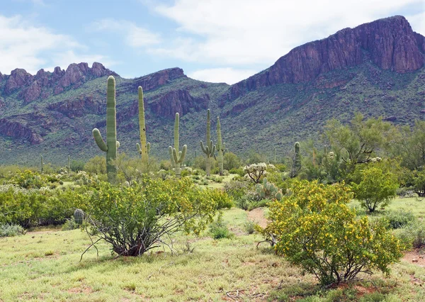 Spring in the desert Stock Image