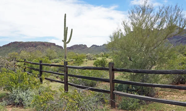 Spring in the desert Stock Image