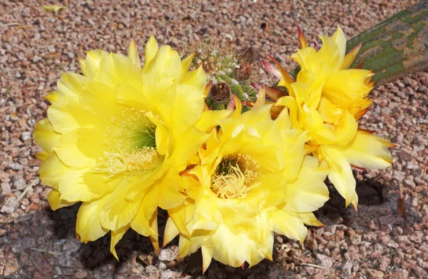 Floraciones amarillas del cactus erizo loco Imágenes de stock libres de derechos