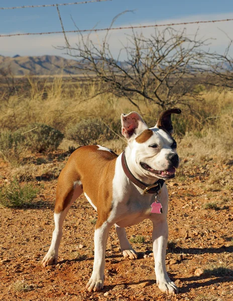Bulldog cross stands in the desert — Stock Photo, Image