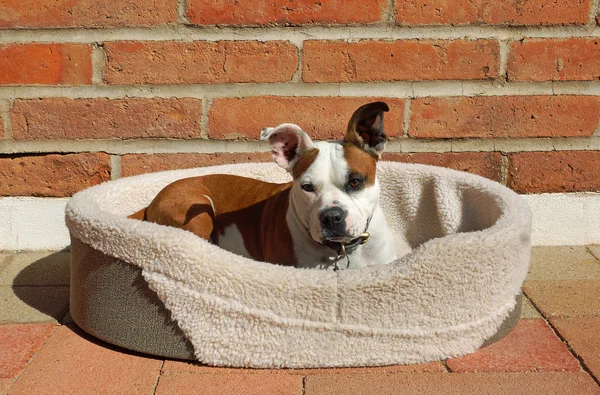 Cute dog relaxes in the sun — Stock Photo, Image