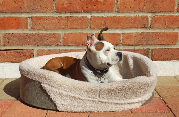 Cute dog relaxes in the sun — Stock Photo, Image