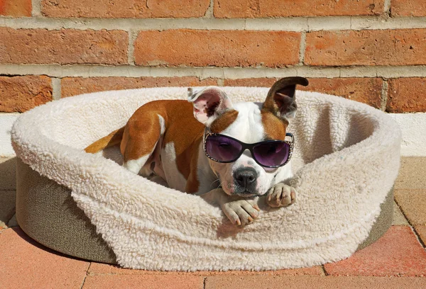 Cute dog wears his sunglasses while he relaxes in the sun — Stock Photo, Image