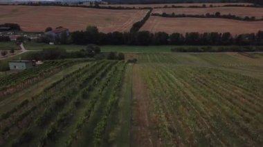 Çek Cumhuriyeti 'ndeki Moravya üzüm bağları