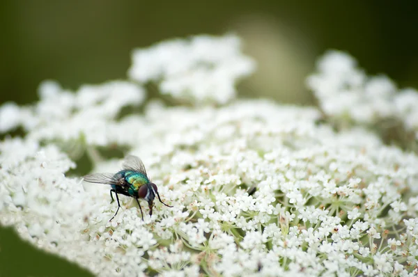 bir çiçek üzerinde oturan fly