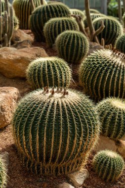 Kaktüs dikenlerine yakın çekim
