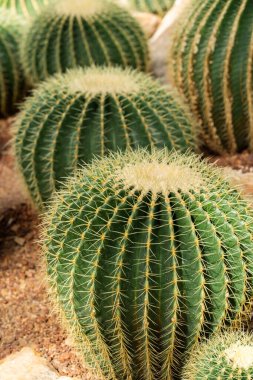 Kaktüs dikenlerine yakın çekim