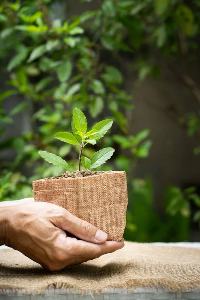 Man Hand Håller Växande Växt Säck Pott — Stockfoto