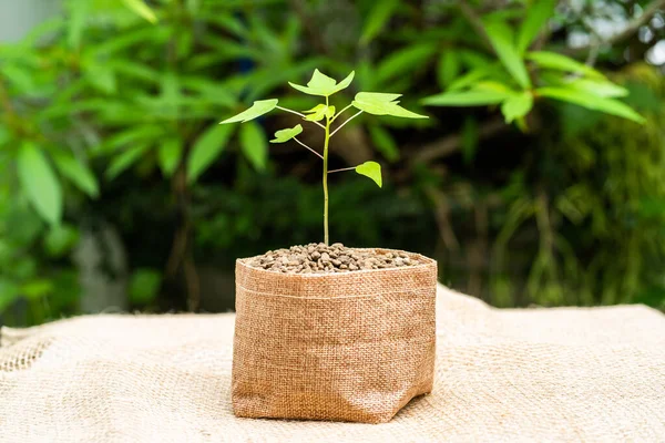 Planta Crescente Pote Saco — Fotografia de Stock