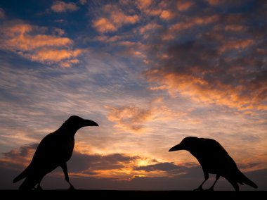 Cadılar Bayramı arka plan için günbatımı Crow'la siluet 