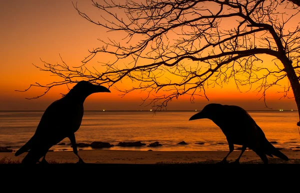 Corbeau en silhouette et arbre mort au coucher du soleil pour fond d'Halloween — Photo