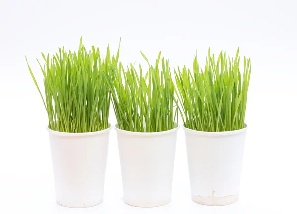 Cup of wheat grass — Stock Photo, Image