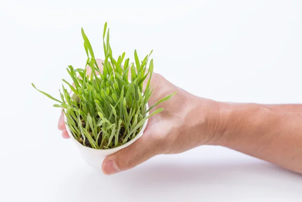 Hand holding cup of wheat grass — Stock Photo, Image