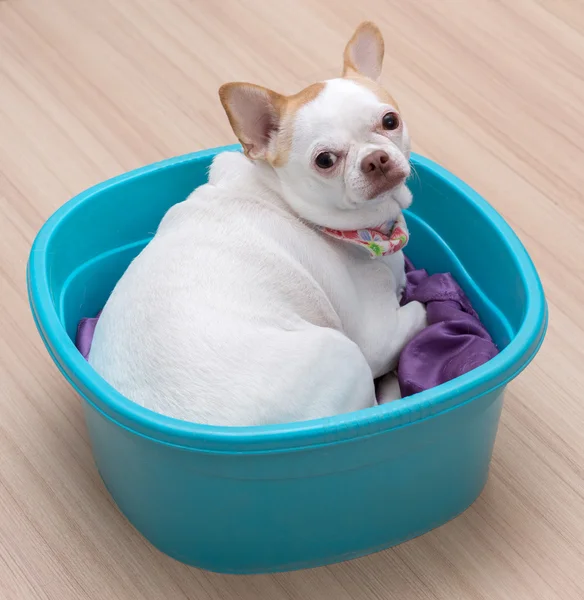 Chihuahua puppy sleep in the bucket — Stock Photo, Image