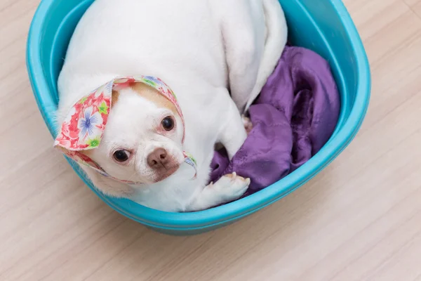 Chihuahua puppy sleep in the bucket — Stock Photo, Image