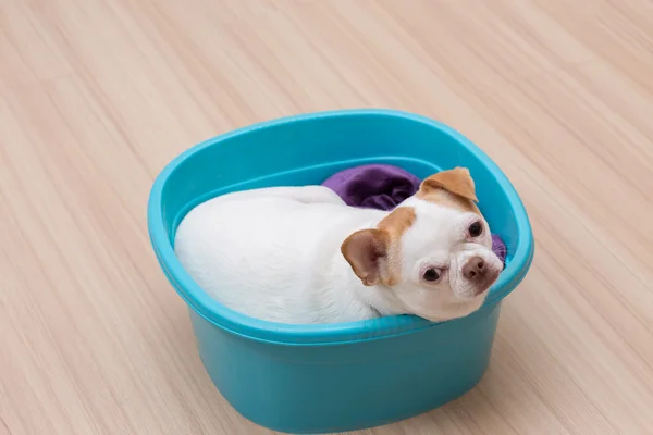 Chihuahua puppy sleep in the bucket — Stock Photo, Image