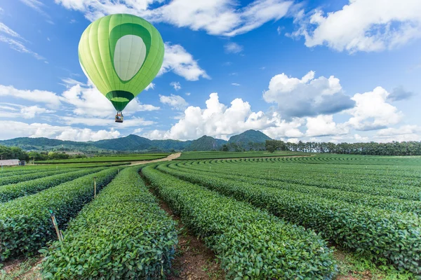 Hot air balloon over tea plantation — Stock Photo, Image