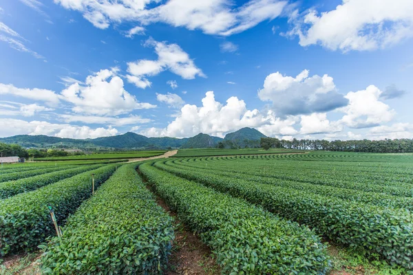 Tea plantation with blue sky — Stock Photo, Image